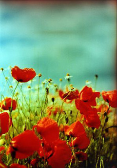 20060603.jpg